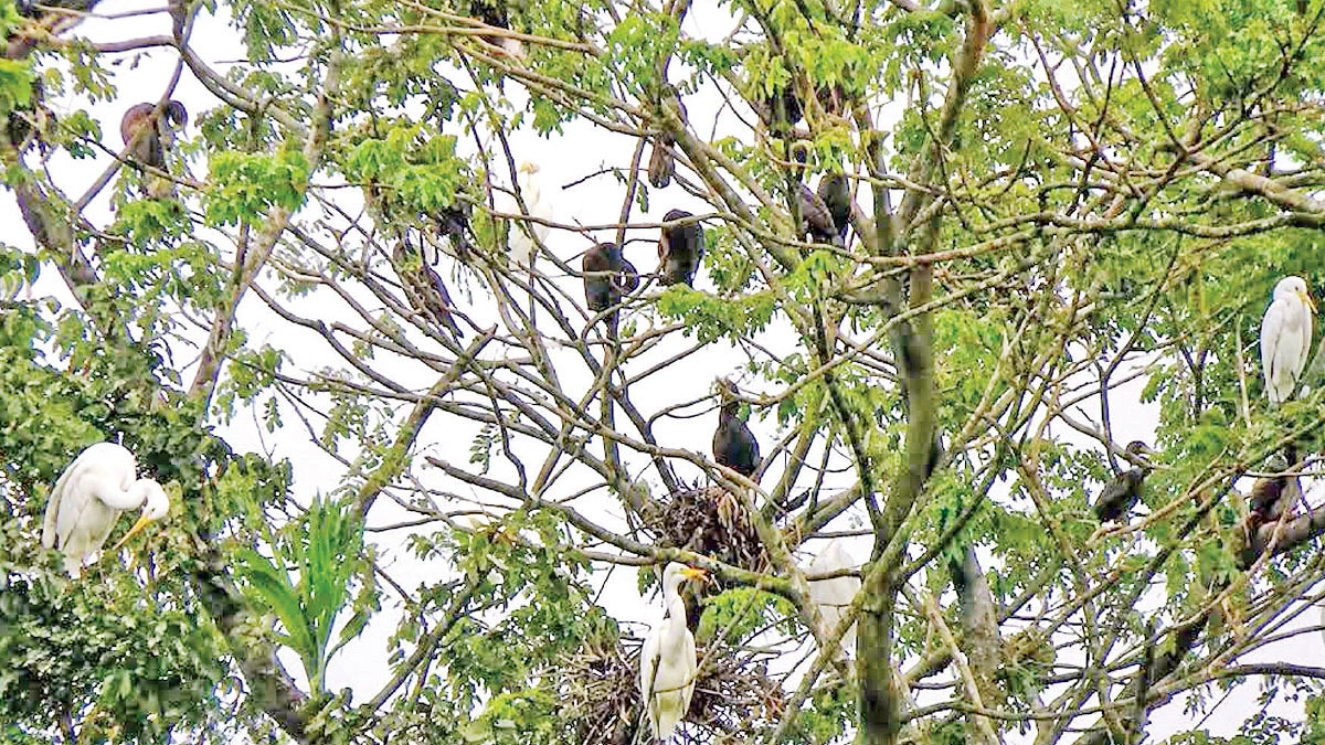 একই গাছে নানা জাতের পাখির বাস