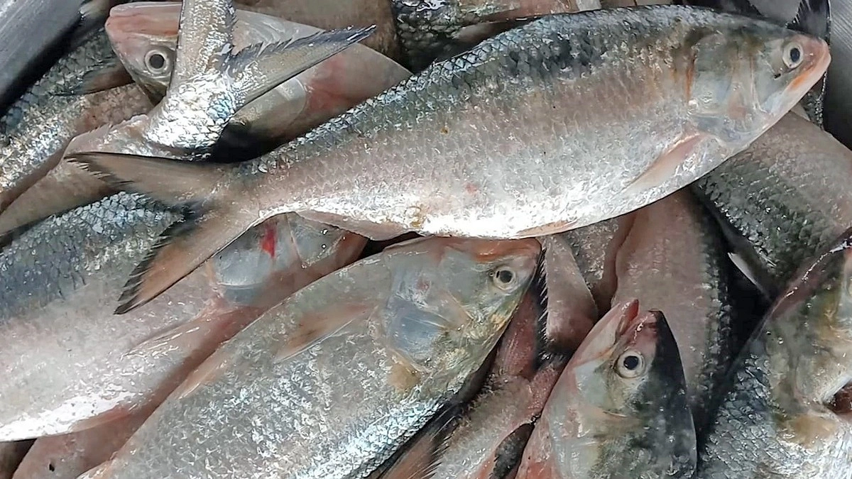 ইলিশের রুট পরিবর্তন