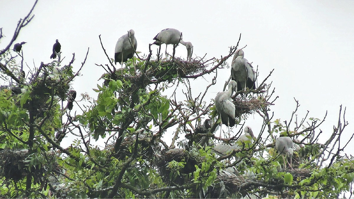 পাখির গ্রামে পাখিরই ভয়