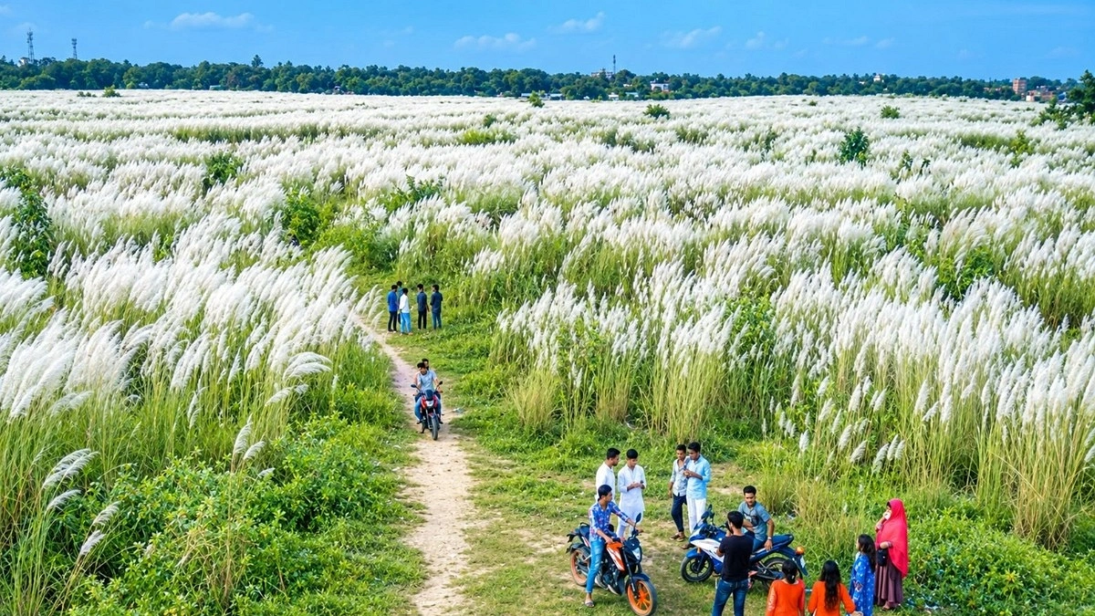 মেঘনার পাড়ে দুলছে সাদা কাশফুল