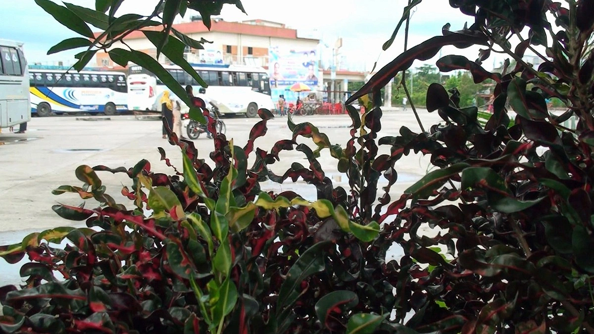 বাসস্ট্যান্ড যেন এক টুকরো সবুজের স্বর্গ