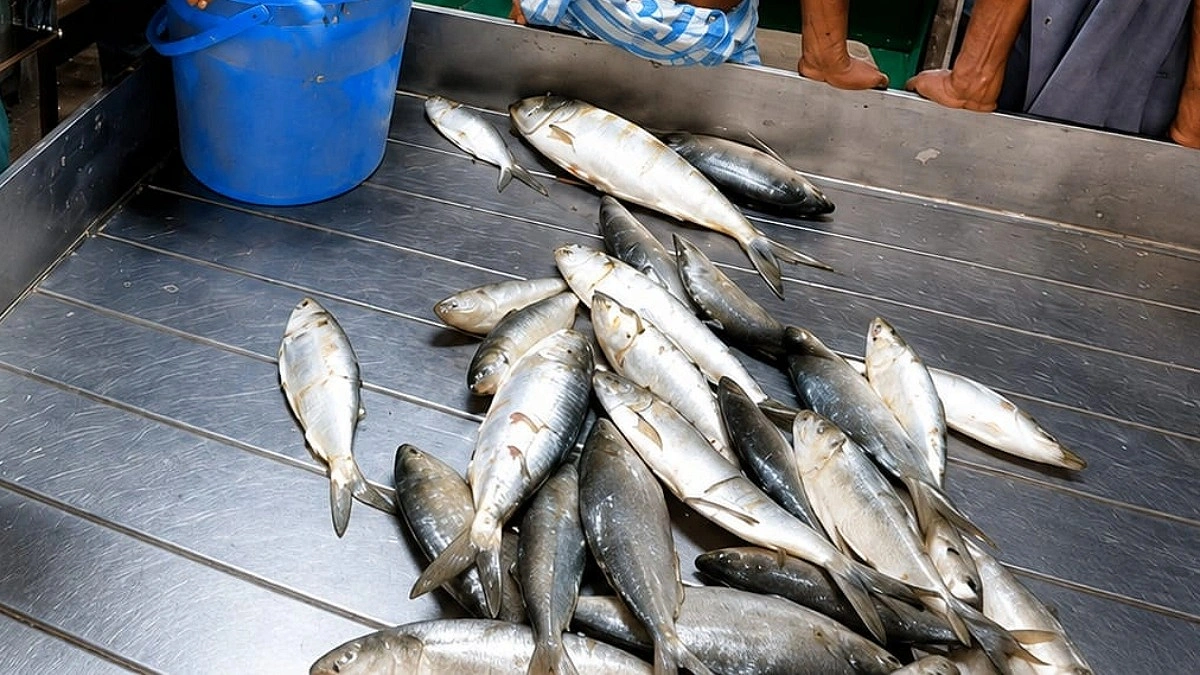 ভরা মৌসুমেও ইলিশের আকাল