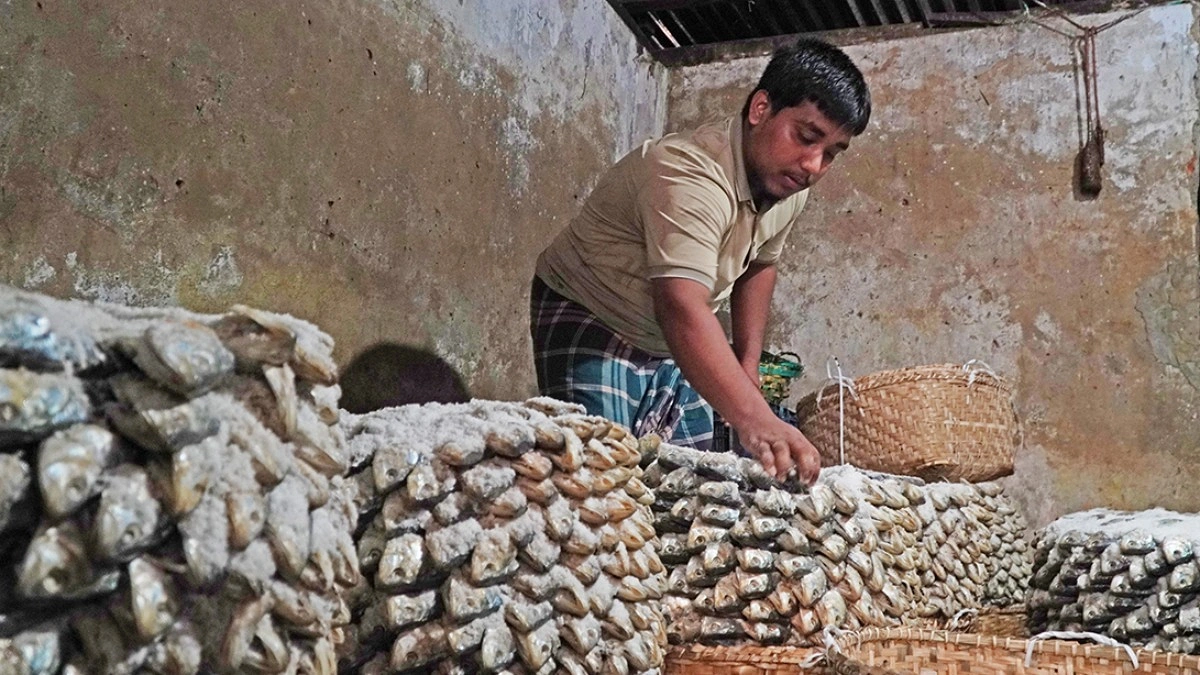 লবণ দেওয়া মাছগুলোকে স্তরে স্তরে সাজানো হচ্ছে।