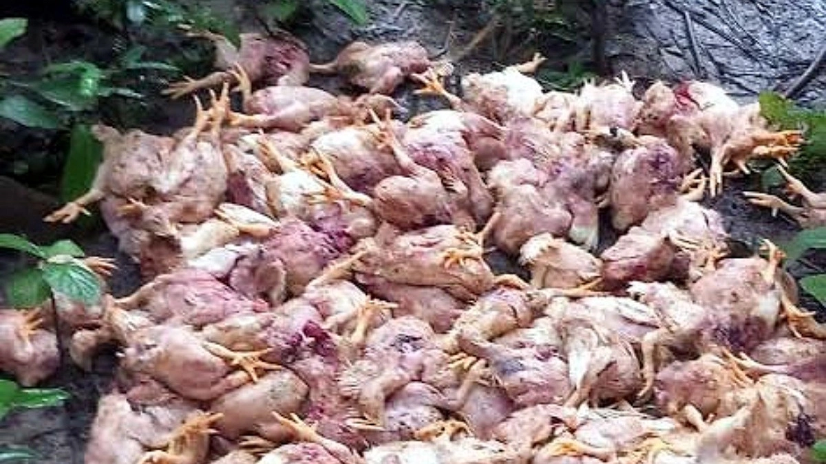 বন বিড়ালের আক্রমণে মারা গেল ফার্মের ৩০০ মুরগি