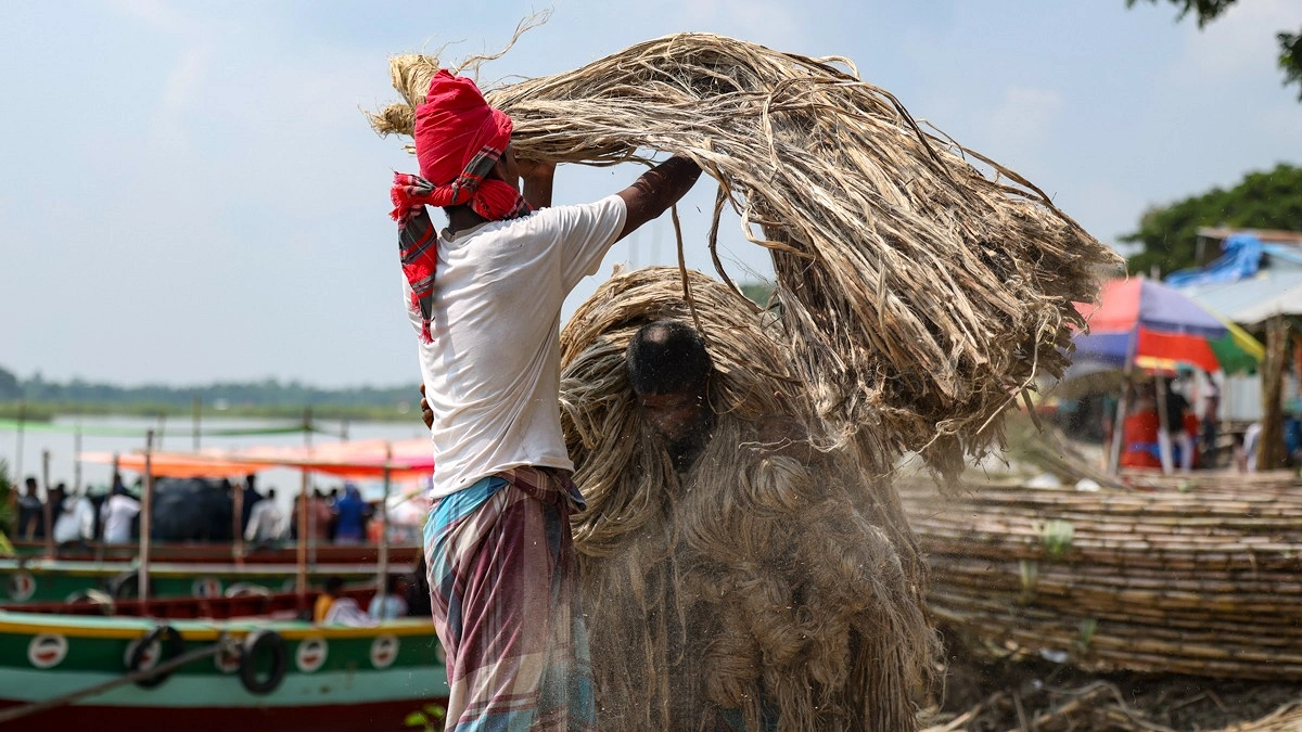 ট্রলারে তোলার জন্য এক শ্রমিকের মাথায় তুলে দেওয়া হচ্ছে পাটের আঁটি