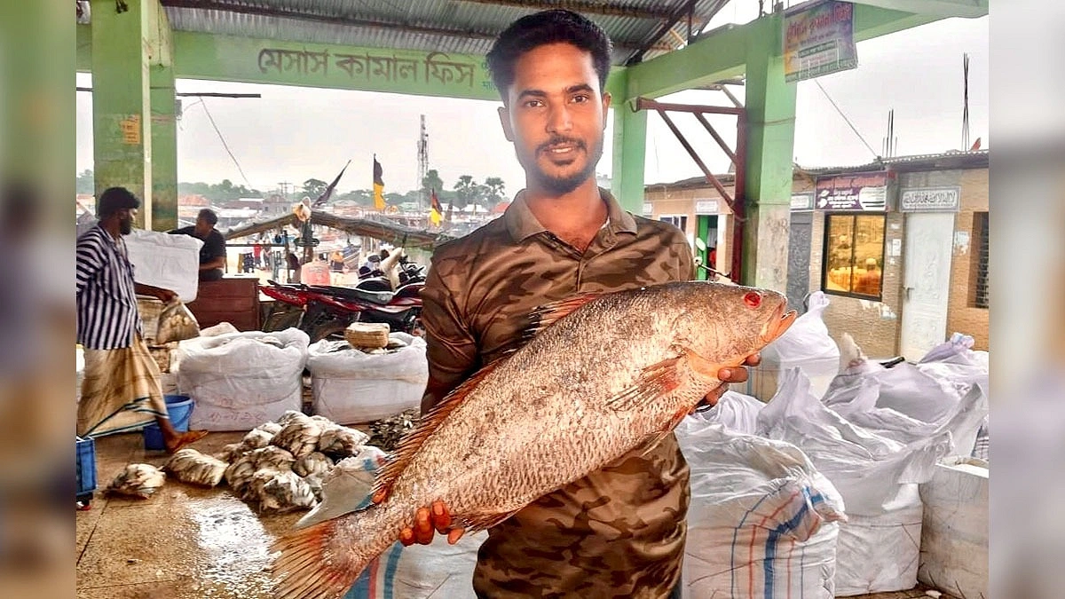৮ কেজির এক দাতিনা মাছ বিক্রি ৪০ হাজার টাকায়
