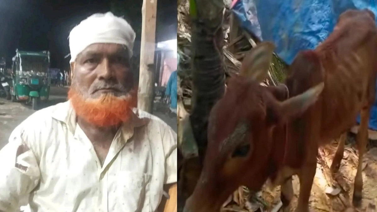 বিএনপি নেতার গোয়ালঘরে চুরির গরু, তদন্তে পুলিশ