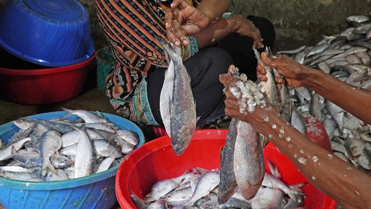 মাছগুলো বাছাইয়ের কাজ চলছে।