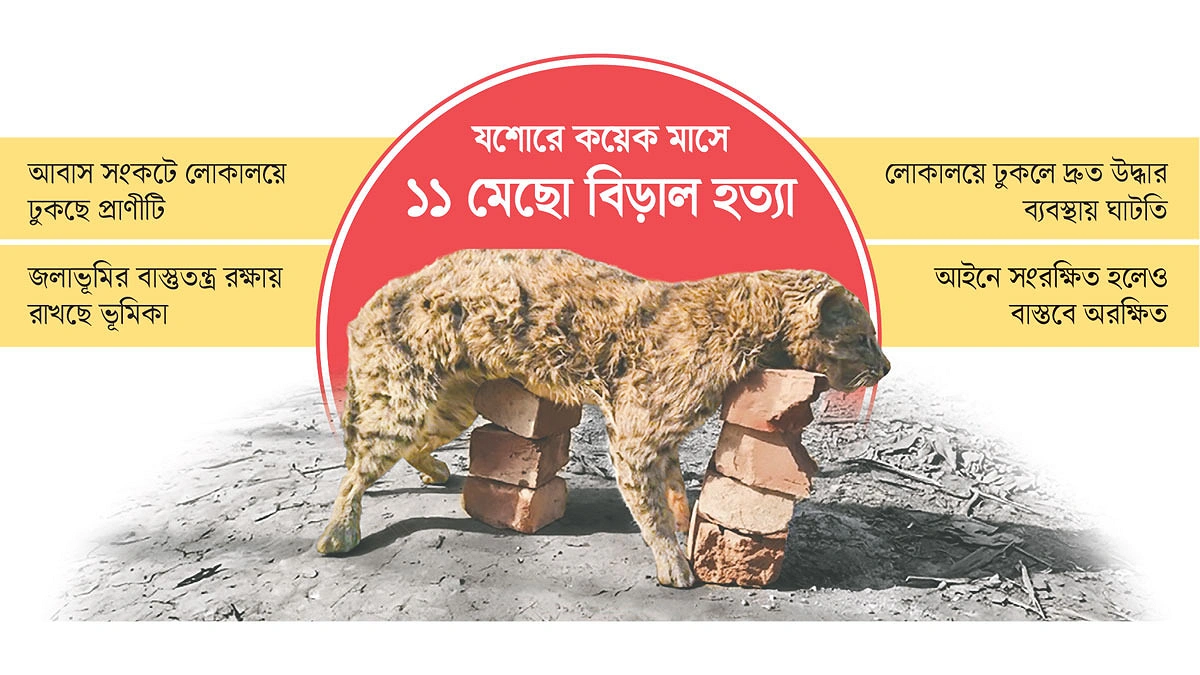 যশোরে মানুষের ভুলে বিপন্ন মেছো বিড়াল