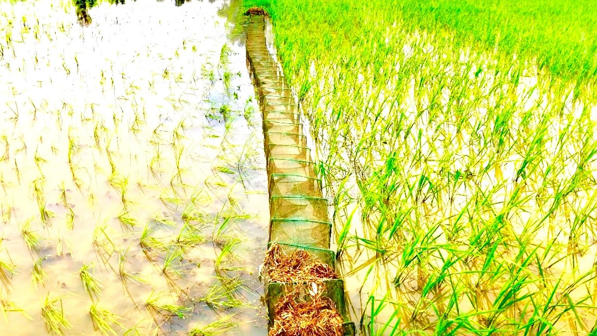 চায়না দুয়ারি জালে বিলুপ্তির ঝুঁকিতে দেশীয় মাছ