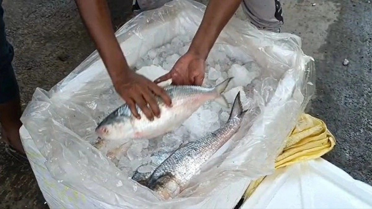 বেনাপোল দিয়ে ভারত থেকে ইলিশ আমদানি বন্ধ