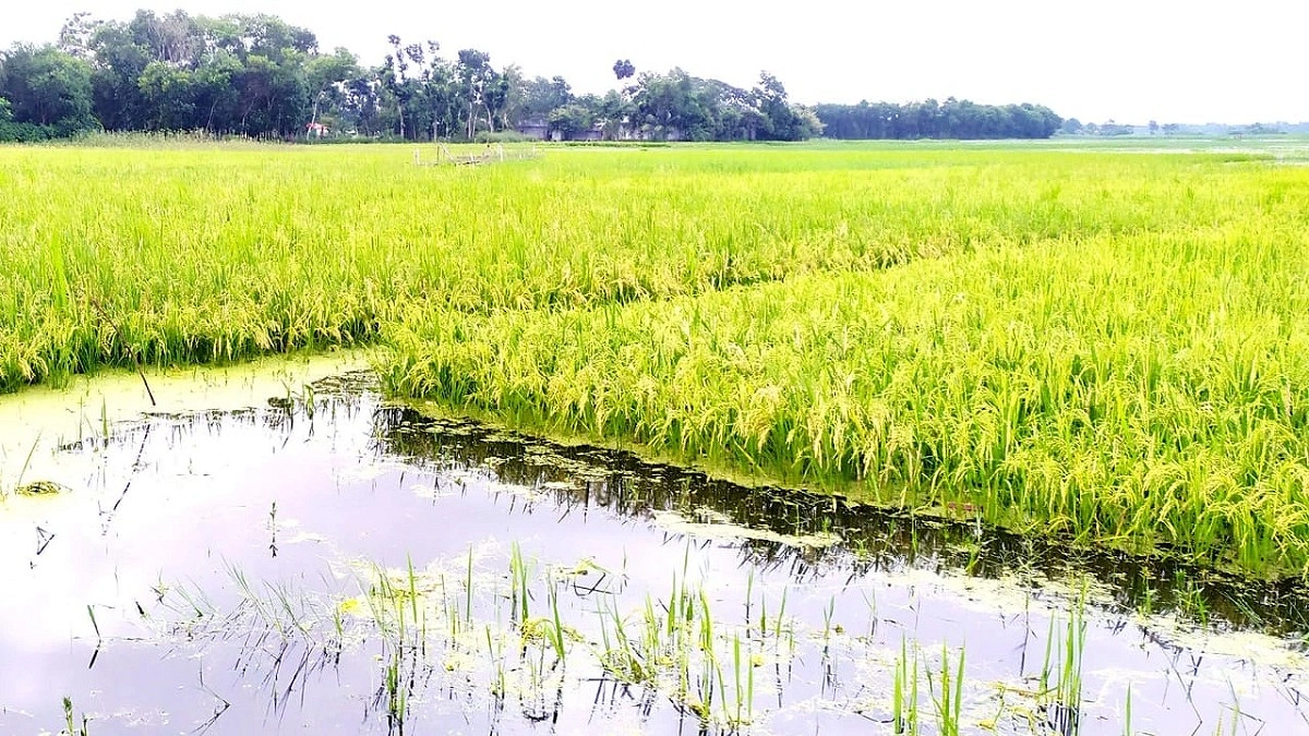 তিস্তার পানি ওঠানামায় পাকা ধান নিয়ে চরের কৃষকের দুশ্চিন্তা