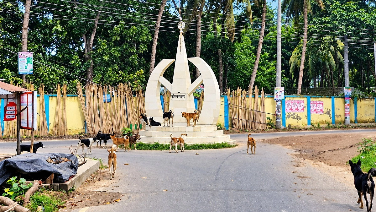 রাজবাড়ীতে বাড়ছে বেওয়ারিশ কুকুরের উপদ্রব