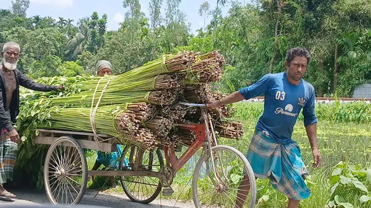 কুড়িগ্রামে সোনালি আঁশের বিবর্ণ রূপ
