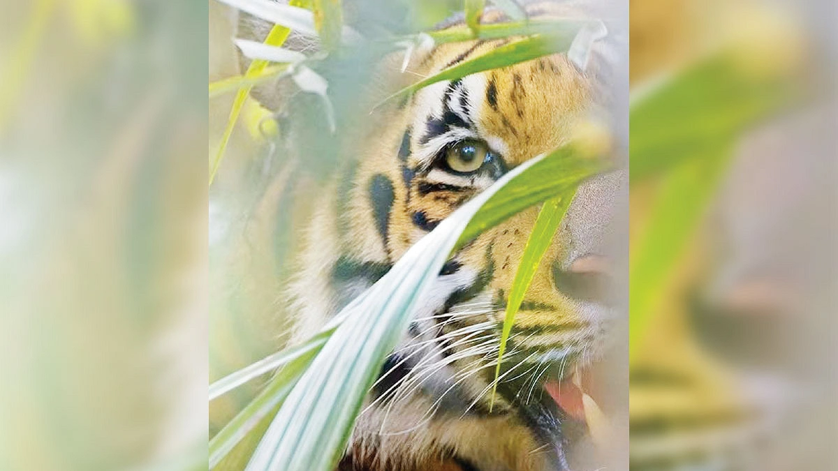 সুন্দরবনের গহিনে