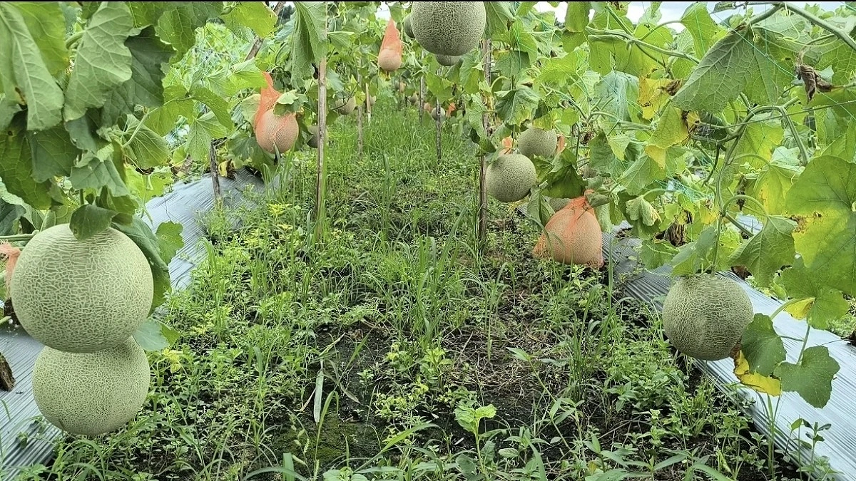 জীবননগরে প্রথম সাম্মাম চাষে নতুন সম্ভাবনা