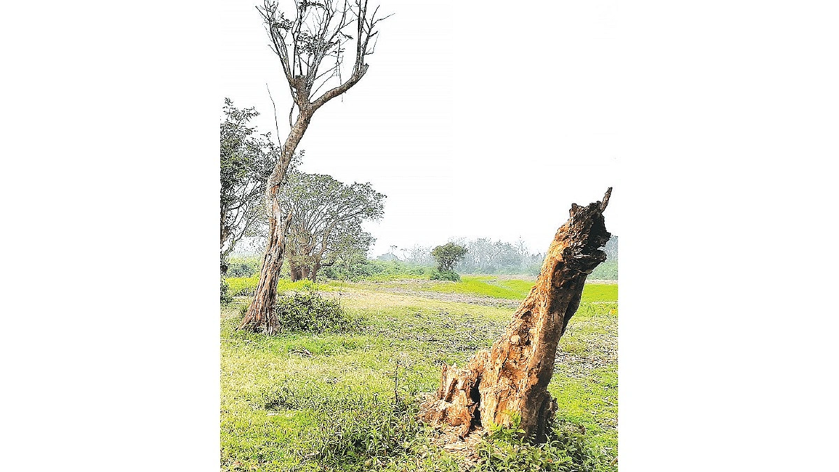 জলাবন হারাচ্ছে জীববৈচিত্র্য