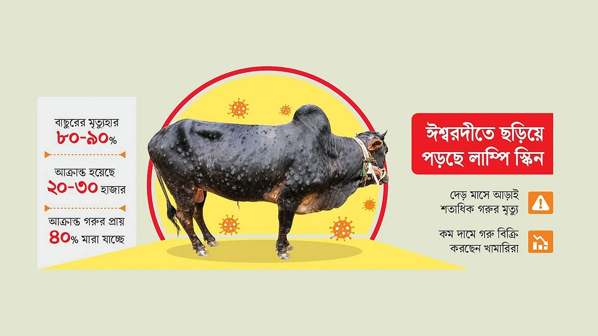 লাম্পি স্কিনে বিপর্যস্ত ঈশ্বরদী, দেড় মাসে আড়াই শতাধিক গরুর মৃত্যু