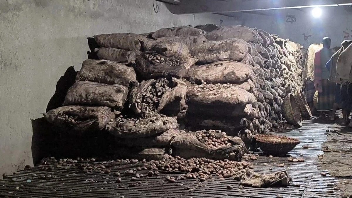 বেশি দামের আশায় মজুত, পচে গেল ৩০ হাজার মণ আলু