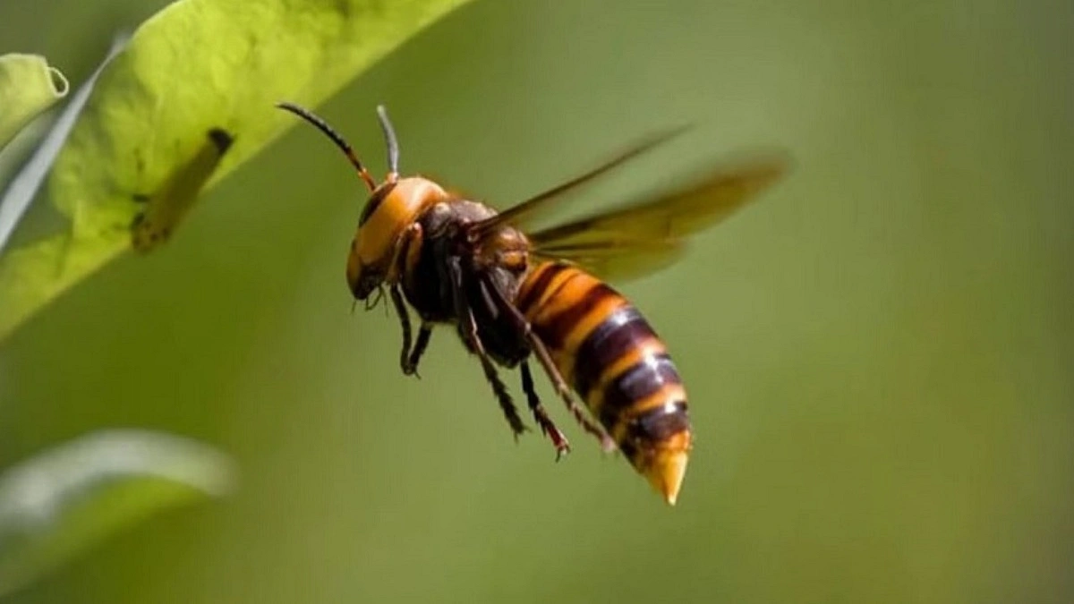 ভিমরুলের কামড়ে প্রাণ গেল নানি-নাতির