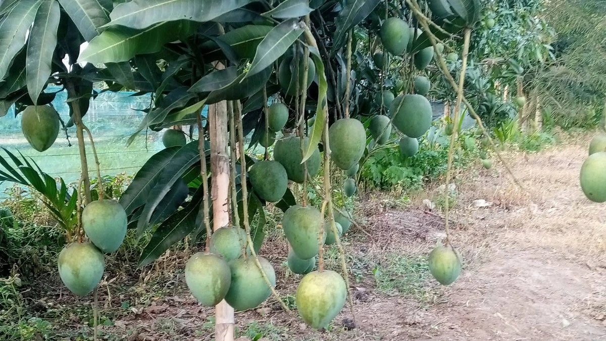 এক আঙিনায় কাজিমের শত ফলের বাগান