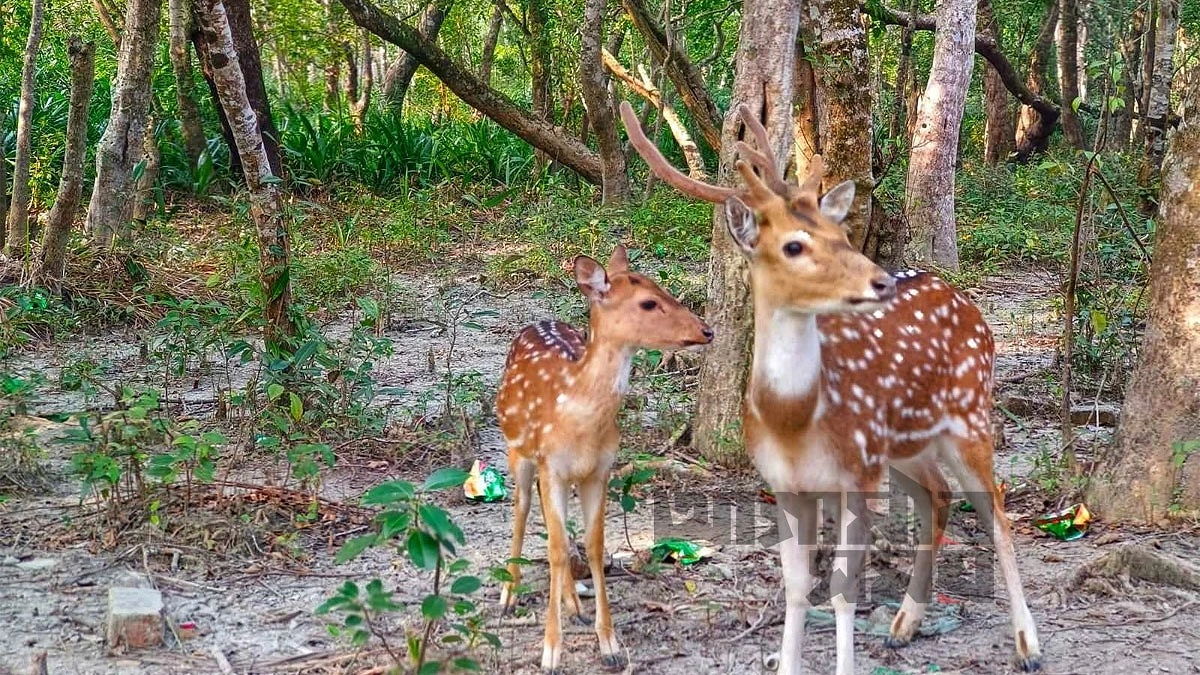 সুন্দরবনের বৃহত্তর অংশ কয়রায়, তবু নেই পর্যটনের মানচিত্রে