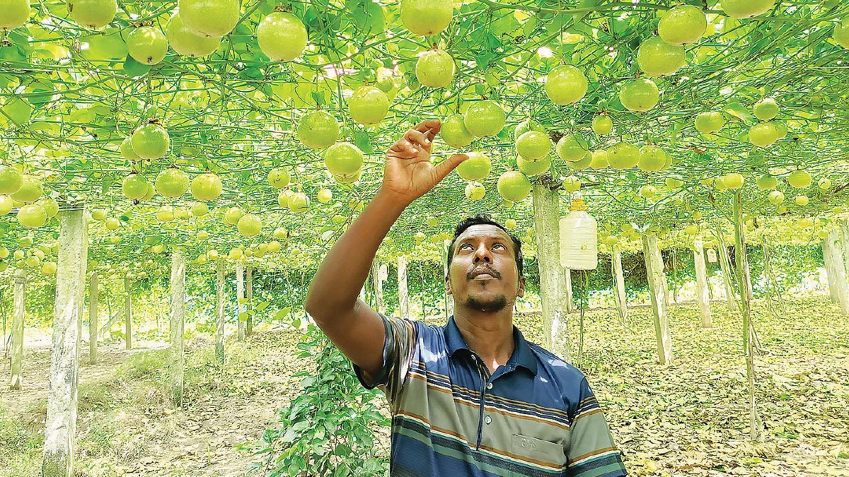 দেশে ফলছে বিদেশি ফল