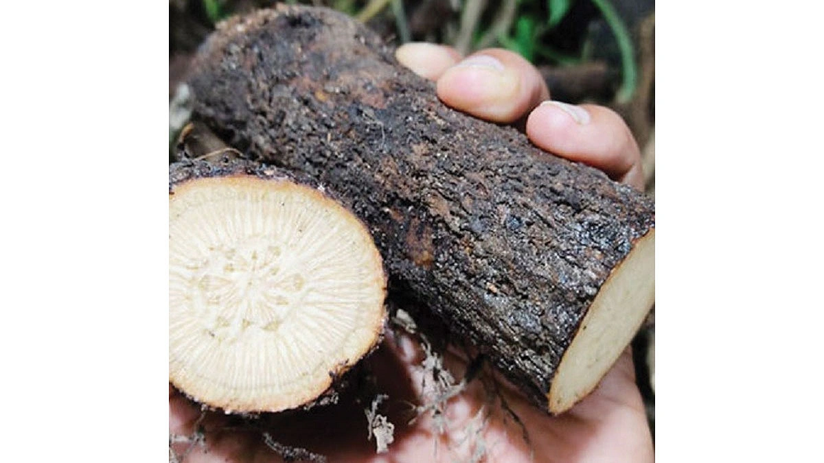 বাগেরহাটে বাড়ছে চুইঝালের চাষ