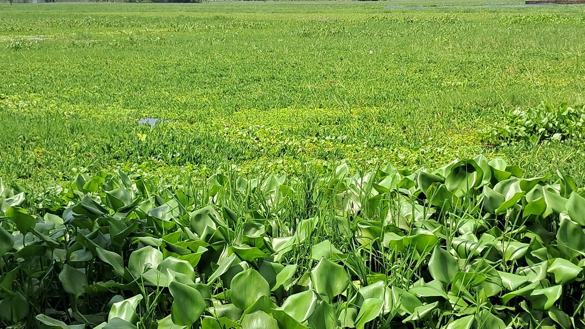 খাল দখলে জলাবদ্ধতা, এক দশক ধরে বন্ধ আমন চাষ