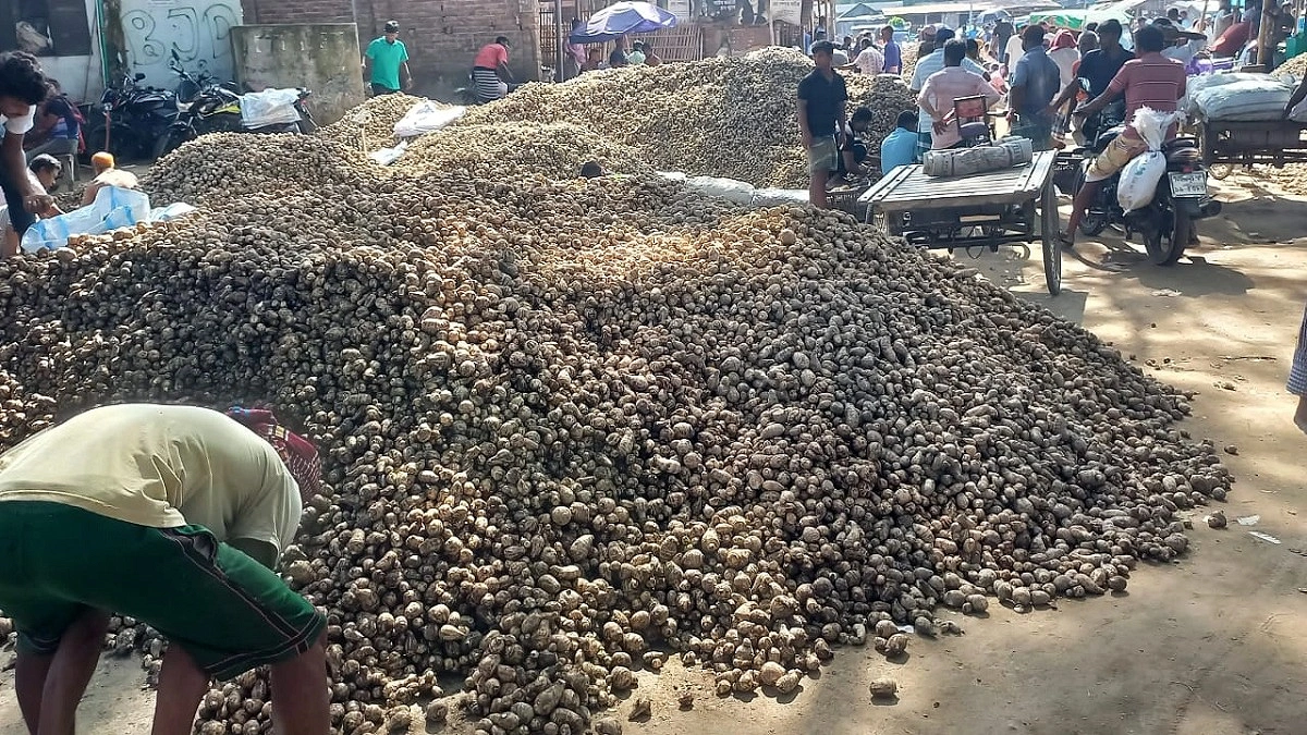 মুখী কচুতে কৃষকের মুখে হাসি