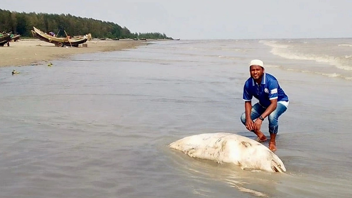 কুয়াকাটায় ভেসে এলো মৃত ডলফিন: লেজে দড়ি, শরীরে ক্ষত