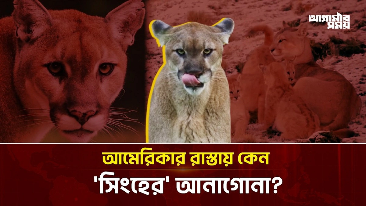 Video news 3