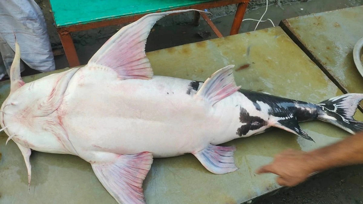 ৩৩ কেজির বাঘাইড়, বিক্রি ৫০ হাজারে