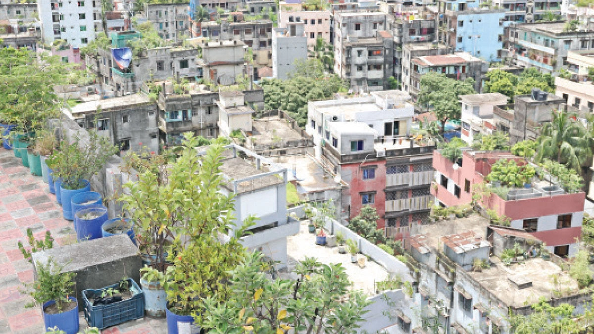 এক চিলতে ছাদে এক টুকরো অরণ্য