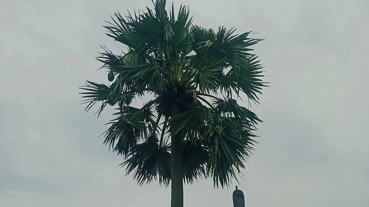 বিলুপ্তির পথে স্মৃতিময় বাবুই পাখির বাসা