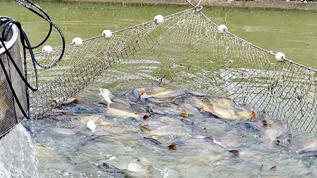 দুটি দিয়ে শুরু, এখন ২৭ পুকুরে মাছ চাষ মাসুকের