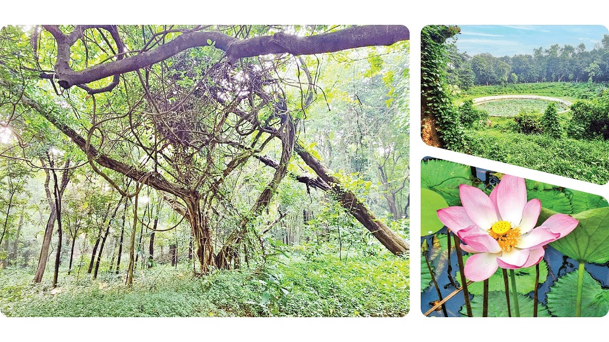 প্রাণ প্রকৃতির শতবর্ষী প্রহরী