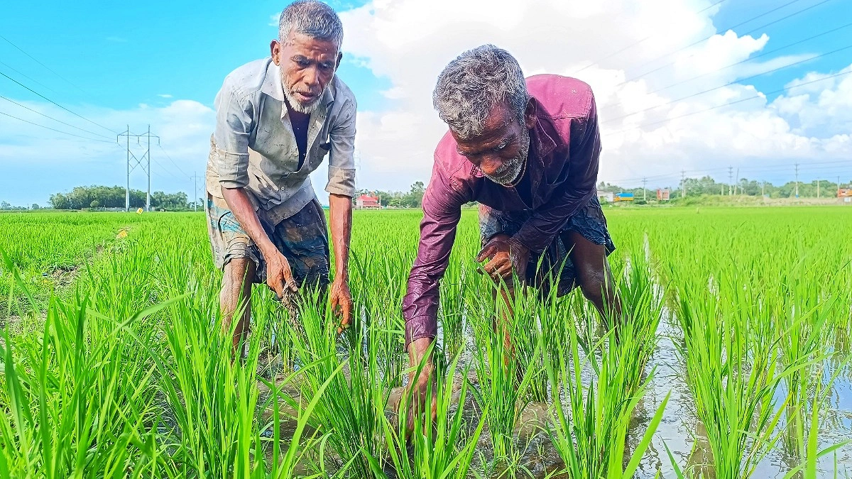 মাধবপুরে আমন মৌসুমে সারের জন্য কৃষকের হাহাকার