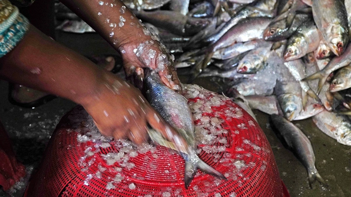 ছাড়ানো হচ্ছে মাছের আঁশ।