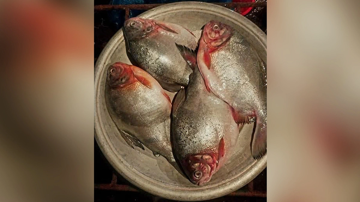 বিশ্বনাথে অবাধে বিক্রি হচ্ছে নিষিদ্ধ পিরানহা মাছ