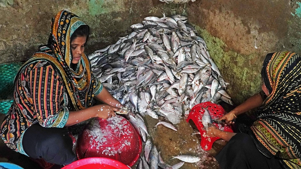 বাছাই করে মাছের আঁশ ছাড়িয়ে নিচ্ছেন দুই নারী।