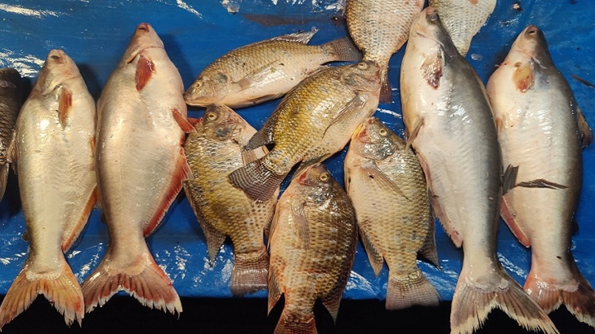 এক ইউনিয়নে বছরে ২০০ কোটির মাছ বেচাকেনা