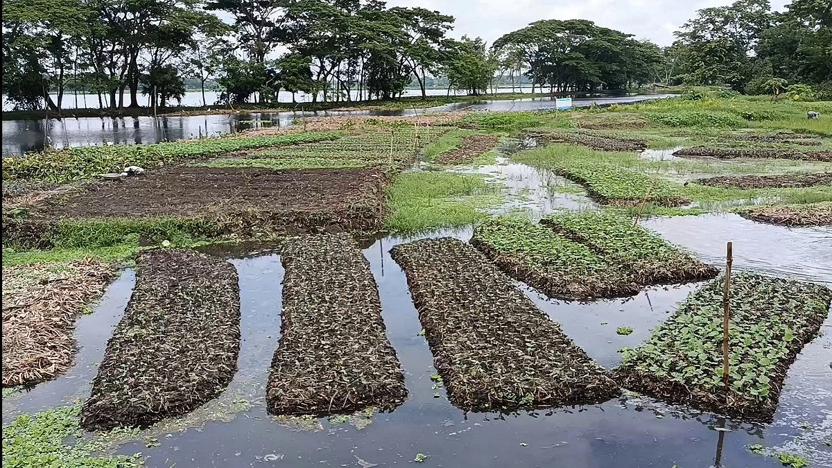 ফরিদগঞ্জে কচুরিপানার ভাসমান মাচায় সবুজ হচ্ছে কৃষকের স্বপ্ন