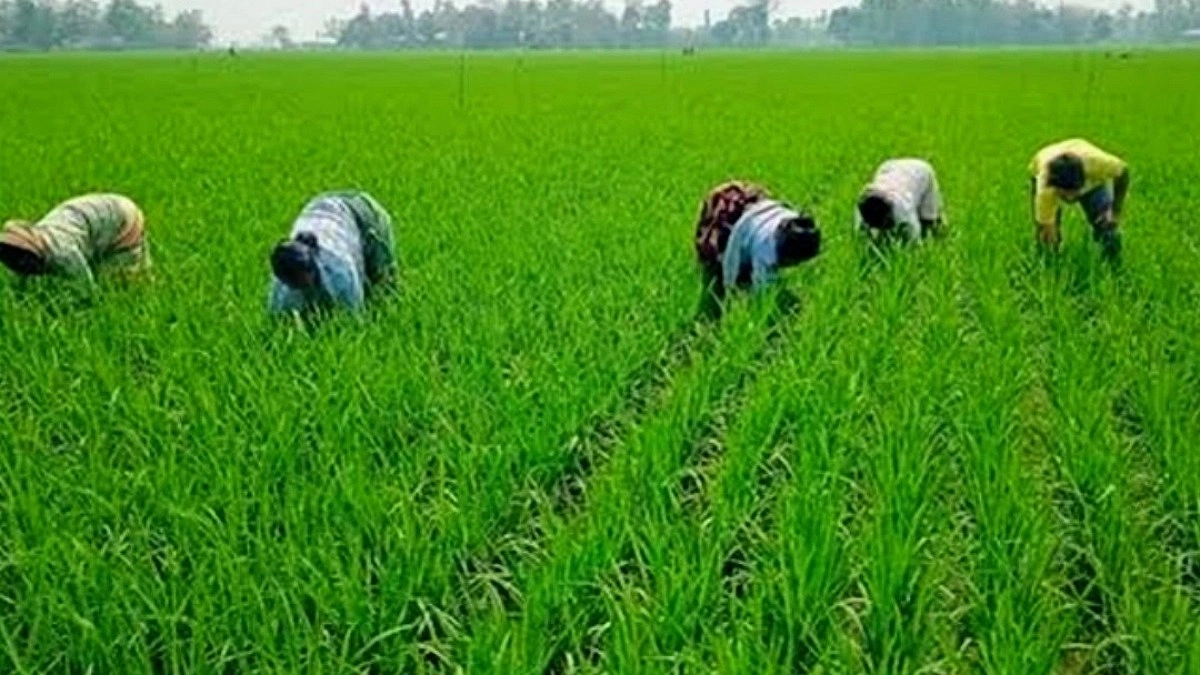 খরায় পুড়ছে আমন, সেচের বাড়তি খরচে বিপাকে ঘোড়াঘাটের কৃষক
