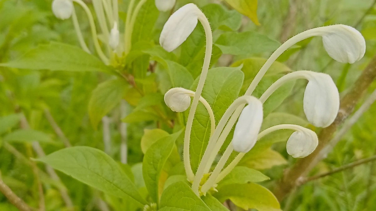মিউজিক্যাল নোট প্ল্যান্ট