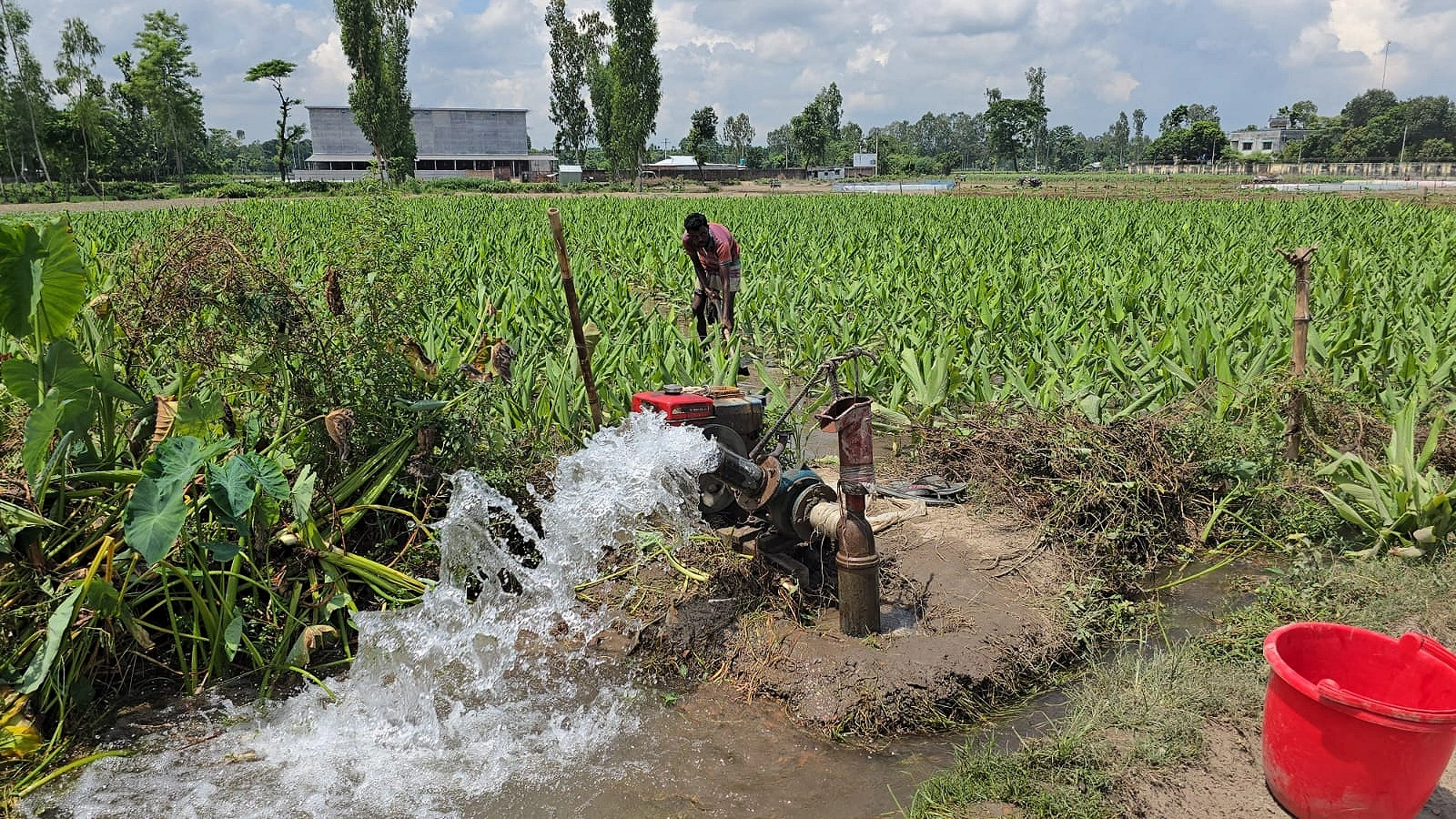 উপজেলার মোট লক্ষ্যমাত্রার প্রায় ৫৩ শতাংশ সবজি উৎপাদন হয়েছে মীরেরবাড়িতে
