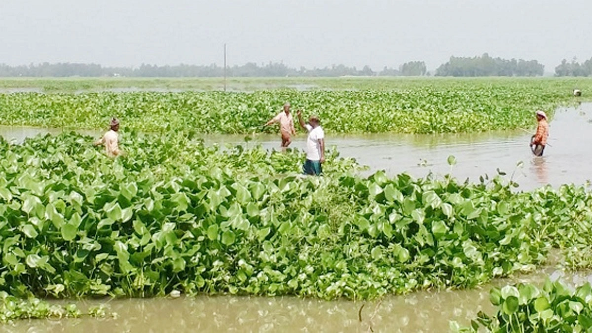 কচুরিপানার দখলে চলনবিল, বাড়ছে কৃষকের খরচ