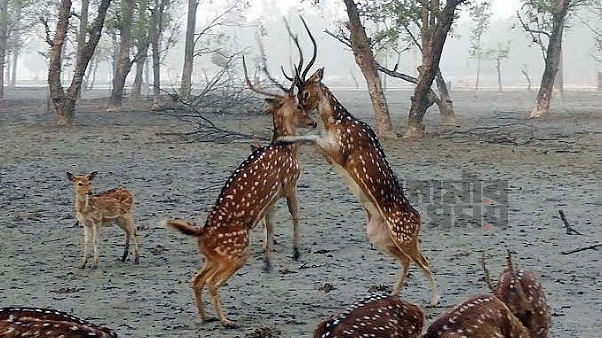 আছে সংকট-সীমাবদ্ধতা, তবু পর্যটনে সম্ভাবনার হাতছানি সুন্দরবনে