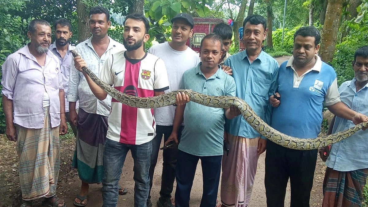 সবজি বাগানে আটকে ছিল ১২ ফুট লম্বা অজগর
