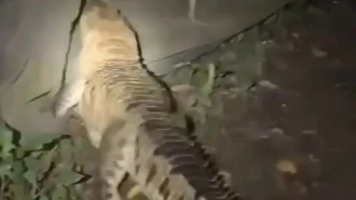 নারায়ণগঞ্জে লোকালয়ে ঘোরাঘুরি করছে কুমির, আতঙ্ক